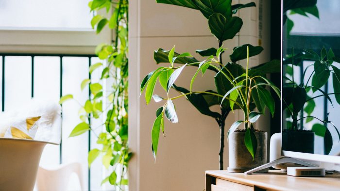 green potted plant beside flat screen TV